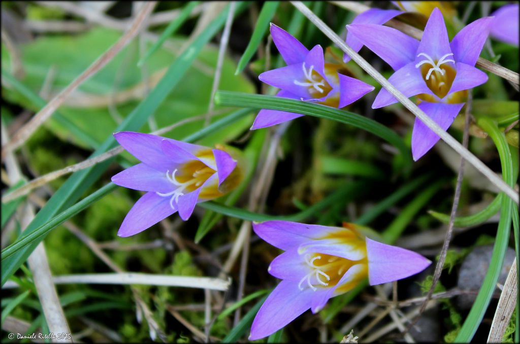 Romulea bulbocodium